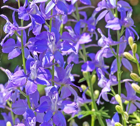 Purple Flowers Free Stock Photo - Public Domain Pictures