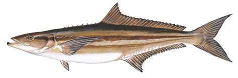 Cobia - Delaware Fish Facts