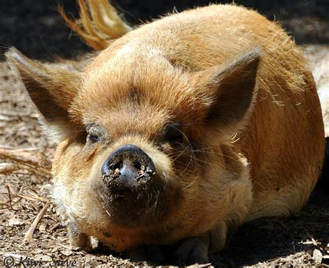 Kunekune Pig | The Kunekune is a small breed of domestic pig… | Flickr