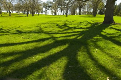 Fashion New Scenic Peaceful Greenbelt Tree Shadow Photography Backdrops Vinyl Attractive ...