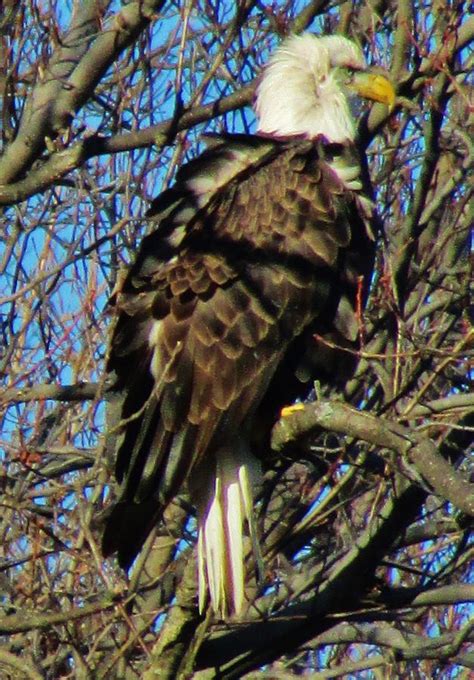 Bald Eagle New York Photograph by Thomas McGuire | Fine Art America