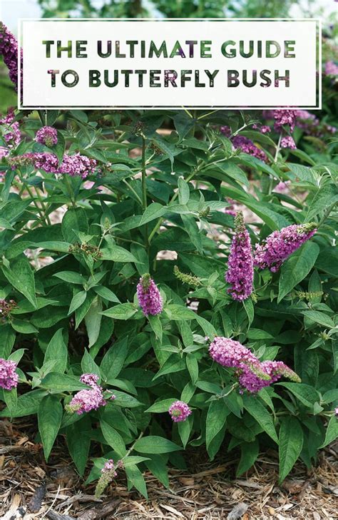 Planting Butterfly Bush Seeds | Home and Garden Reference