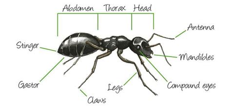 External Ant Anatomy | abdomen, head, compound eyes, antenna, mandibles, thorax, legs, claws ...