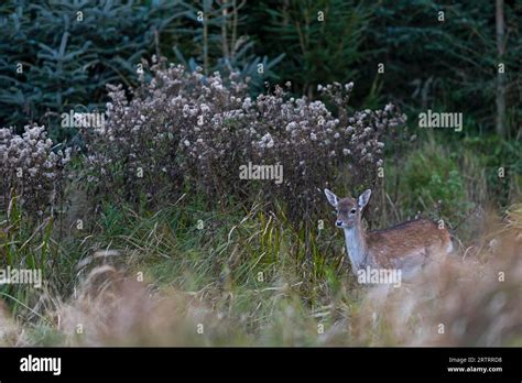 In the rutting season I regularly observe Fallow Deer fawns wandering around unaccompanied by ...