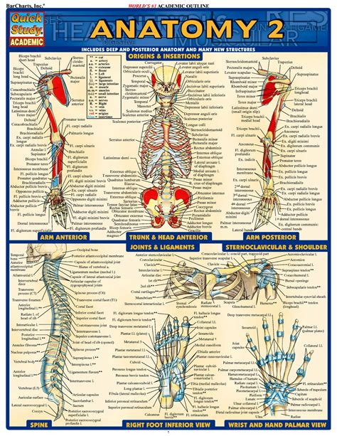 Study Guides For Anatomy And Physiology 1