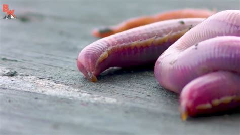 What Are Bloodworms Teeth Made Out Of - Teeth Poster