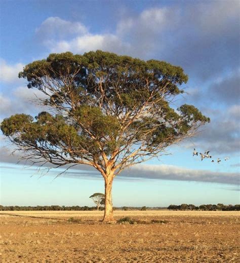 PlantFiles Pictures: Eucalyptus Species, Salmon Gum, Woonert Tree (Eucalyptus salmonophloia) by Kell