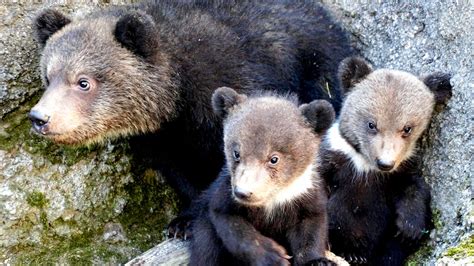 Brown bear cubs starving to death in Japan due to salmon shortage | World News | Sky News