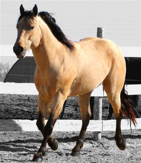 All horses are stunning, but a bay, bay dun or buckskin quarterhorse with those gorgeous dark ...