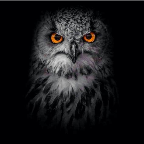 Scary Owl Eyes Logo - LogoDix