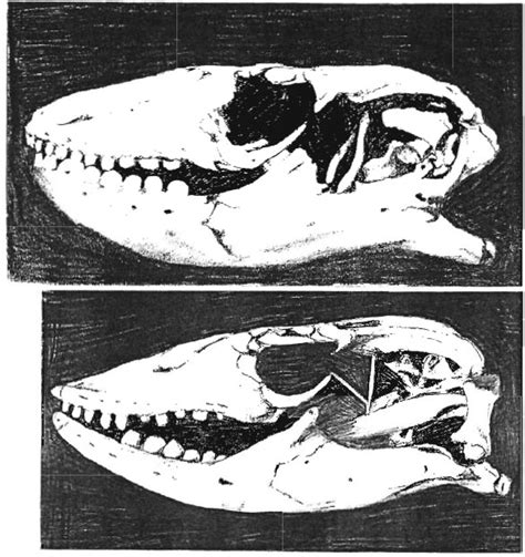 Nile Monitor Teeth