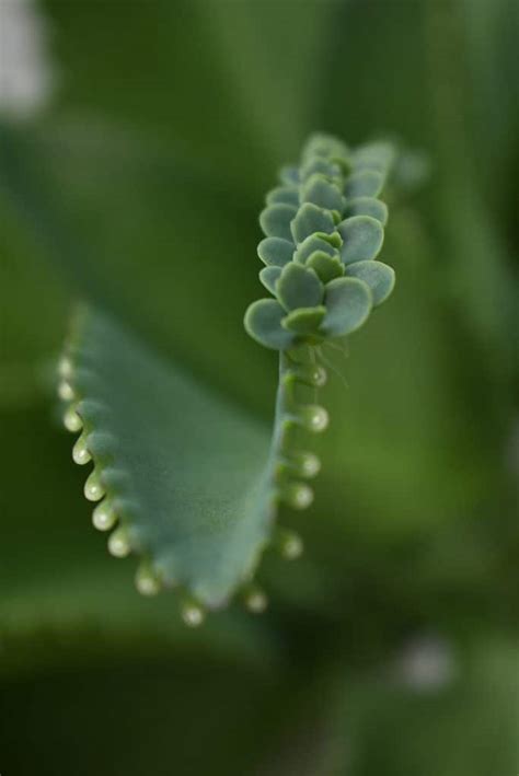 Mother of Thousands Plant Propagation: A How-To Guide