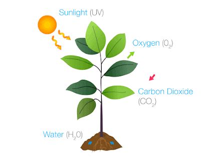 SONU ACADEMY: TEXT:REPRODUCTION IN PLANTS CLASS-VII CBSE