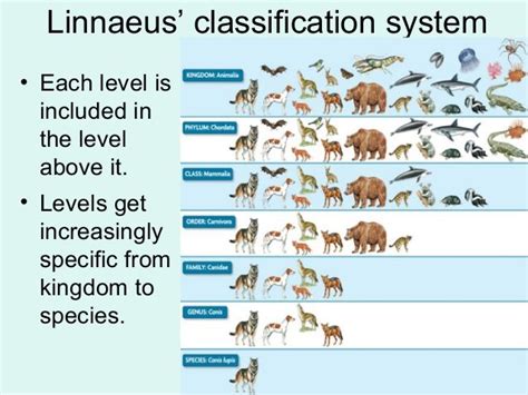 vertebrate taxonomy chart - Google Search | Science biology, Taxonomy ...