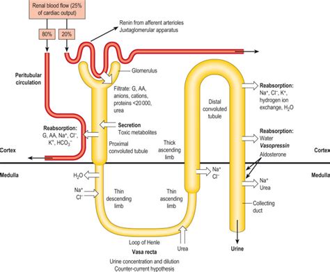 Filtration and reabsorption in the kidney Diagram | Quizlet