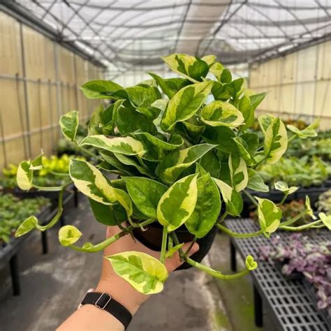 LEMON MERINGUE POTHOS 4” RARE LIVE Houseplant FREE Shipping *FREE SHIPPING* $14.83 - PicClick