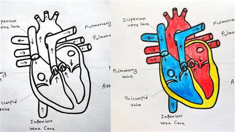 How to draw Human Heart with colour | Human Heart labelled diagram|Human Heart drawing easy ...