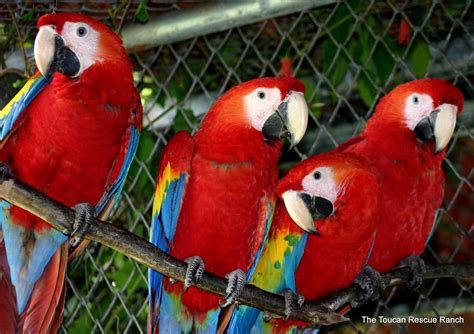 Symbolic Classic Adoption: Scarlet Macaw – Toucan Rescue Ranch