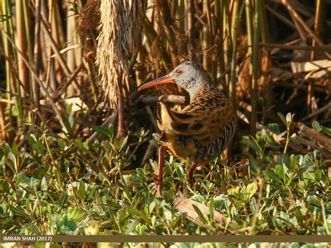 Water Rail (Rallus aquaticus) | Water Rail (Rallus aquaticus… | Flickr