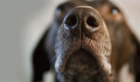 Dogs' Dazzling Sense of Smell | NOVA | PBS