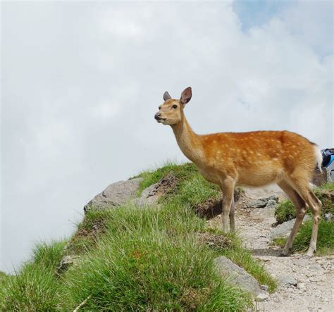 Nikko-Yumoto Onsen Area - SNOW MONKEY RESORTS