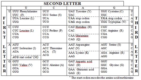 Codon | Anticodon Introduction, Chart & Examples