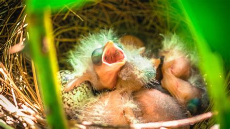 Identifying & Caring For A Baby Cardinal - SongbirdHub