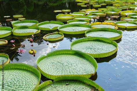 victoria amazonica Stock Photo | Adobe Stock