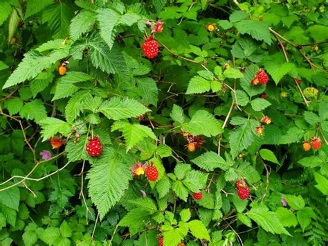 Salmonberry - Plan Bee Native Plants