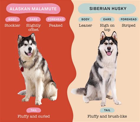 Can You Spot the Difference Between a Malamute and Husky? | Alaskan ...