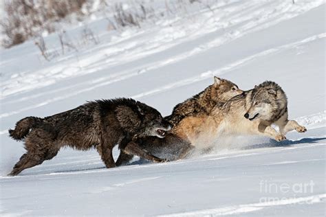 Wolves Running In Snow Photograph by Tibor Vari - Fine Art America