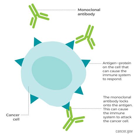 Monoclonal Antibodies - NCI