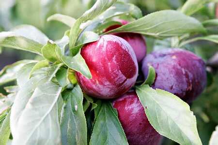 Plums: Cooking Wiki