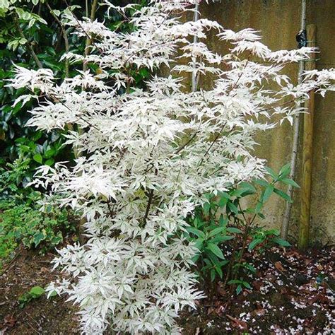 20+ Small Shrubs For Japanese Garden – The Urban Decor