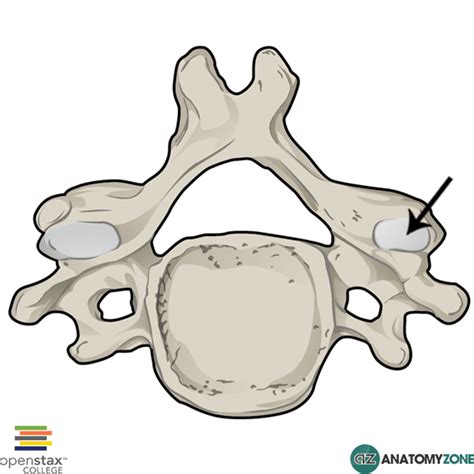 Superior Articular Process • Musculoskeletal, Skeletal • AnatomyZone