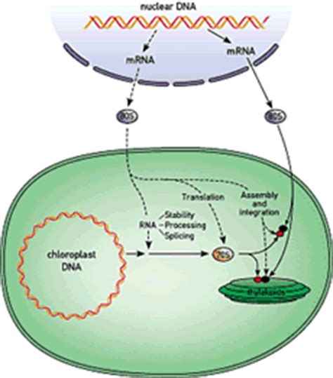 Plant Life: Chloroplast DNA