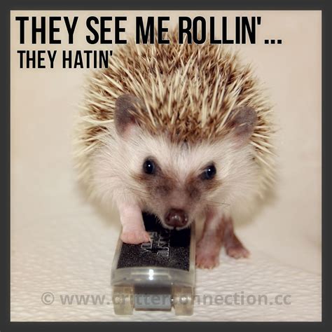 Funny Hedgehog Quotes - ShortQuotes.cc