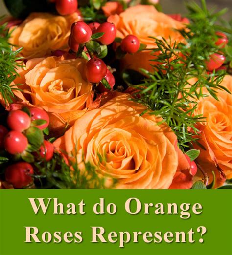 All the Different Colors of Roses and Their Meanings | HubPages