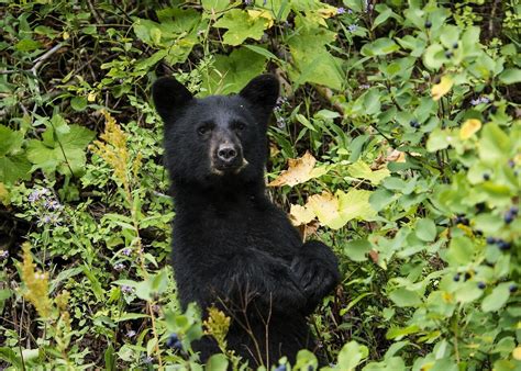 History in the Making! French National Assembly Votes to Protect Animals