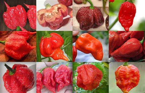 Top 12 Hottest Peppers in the World 2018 - Cayenne Diane