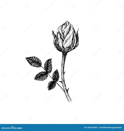 Rose Flower, Stem with Thorns, Leaves and Bud, Hand Drawn Doodle, Sketch, Black and White Vector ...