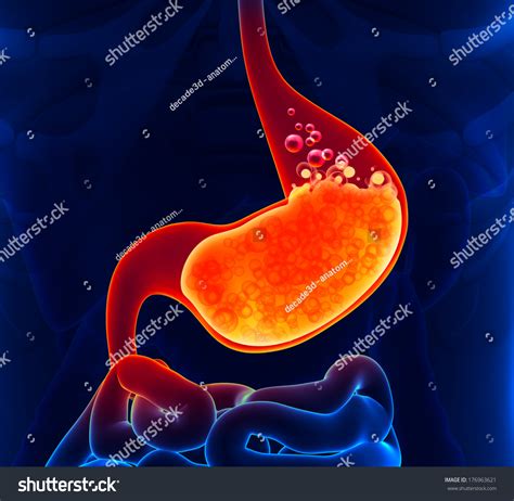 Gastric Acid Stock Photo 176963621 : Shutterstock