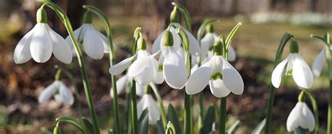 Snowdrops Varieties: What Sets Different Types Of Snowdrops Apart ...