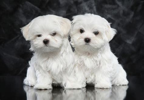 Maltese Puppies For Sale - AKC PuppyFinder