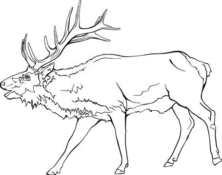 Bull Elk Drawing