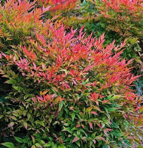 Gulf Stream Nandina (Nandina domestica 'gulf stream') shrub qt. pot ...