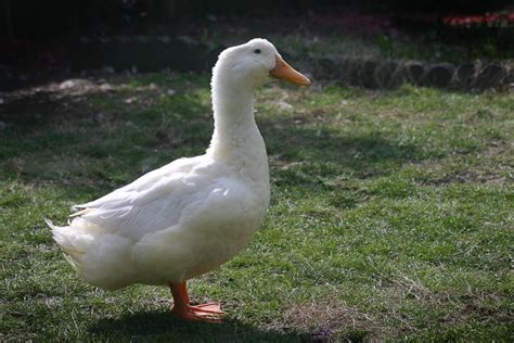 Pekin Duck: Complete Breed Guide - Raising Ducks