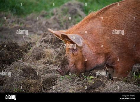 Rare breed Tamworth Pig Stock Photo - Alamy