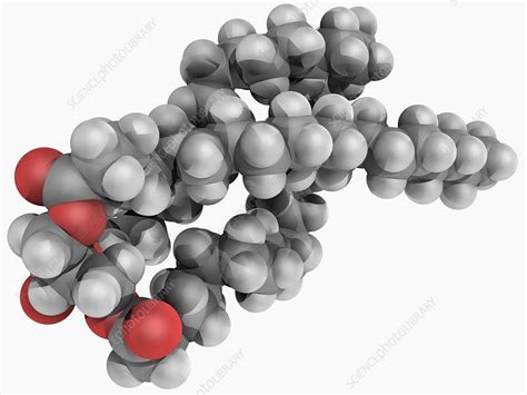 Triglyceride molecule - Stock Image - F004/7431 - Science Photo Library