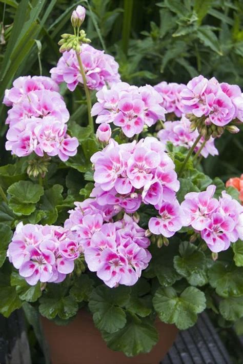 Geranium seeds soft pink, (10 per pack) | Pink geranium, Geranium plant, Geranium flower